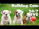 Bulldog Puppy Live Cam