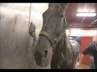 BLM-ES WILD HORSE & BURRO: Program Overview