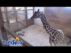 Animal Adventure Park Giraffe Cam - Live 24/7