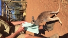 Orphaned Kangaroo Indi Loves Her Home-Made Pouch