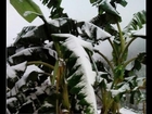 First Ever Recorded Snow 300km south of Hanoi Vietnam 18.5N Latitude | Mini Ice Age 2015-2035 (123)