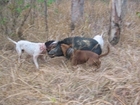 Shikar he shikar, best wild pig hunting video ever