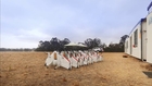 Google tests Project Wing drone delivery service