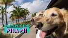 Dogs in Cars: Miami (feat. The Bark4Green Dogs)