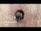Red mason( Osmia bicornis) bee male emerging from Nurturing Nature nest box
