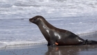 CWC Sea Lion Release