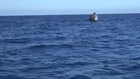 Breaching Whales Off Hanalei Bay Hawaii
