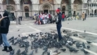 Pigeon Attack in St. Mark's Square