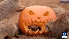 Animals get a Halloween treat at Chester Zoo in UK