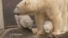 Polar bear cuties debut at the Munich zoo