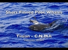 Pilot Whales of Tinian 9/29/2011