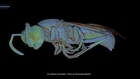 3D insect scanner reveals inner workings of the wasp