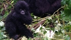 Up close with Virunga's mountain gorillas