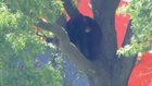 Unusual city slicker - Bear climbs tree in Paterson, New Jersey
