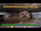 When the dog's owner died, he was left behind.  Watch what happens next!  Please share