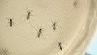 NIH's Fauci: No Zika infections contracted within U.S.
