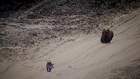 Stray dog leads his friend around the forest tracks near Surgut