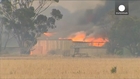 Southern Australia burns as fatal bushfires destroy wildlife and livestock