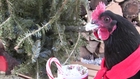 Why Did the Chicken Drink From the Christmas Mug?