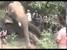 Animal Operation done to a Giant Elephant Top ten10@animal