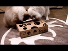 Puzzle Toy for Cats - CatAmazing - Ragdoll Cats Receive for Testing - ラグドール - Floppycats