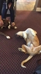 Dog Plays Dead and Makes His Buddy Really Worried