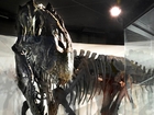 Dinosaur find cited as proof of Bible story