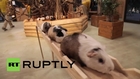 Japan: This guinea pig bridge will warm your soul