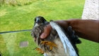 Baby Falcons (Turmfalke) Saved by Yours Truly After They got Stuck behind my Balcony Glass