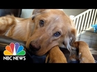 'Photo Doggies' FB Group Helps Cancer Patient Smile | NBC News