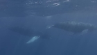 Diver Gets Close-Up Footage of Humpback Whales