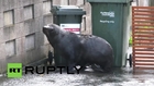 New Zealand: Sea lion ushered back to natural habitat after enthralling Auckland locals