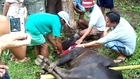 **COW SLAUGHTER PHILIPPINES**   (18+ GRAPHIC)