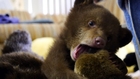 Orphaned Bear Cub 