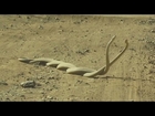 Watch World’s Deadliest Snakes Battle Over a Female