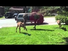Moose Family Plays in the Sprinklers