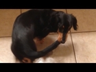 Dog Catches Tail and Won't Let It Go