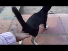 Birds - Cats - Funny Pets - Best funny - Compilation - 2014