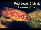 Red Jewel Cichlid :Amazing Fish