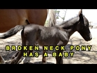 Pony With Broken Neck Has A Baby
