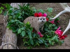 Meerkats Enjoy Early Christmas