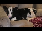 Meet Goliath, the Adorable Baby Cow That Thinks He's a Dog