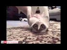 Funny Cute Cats Compilation  -  60 minutes!! [HD][HQ] [YT-f22][ZBAGEeOms-8].mp4