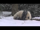 Bao Bao's First Snow Day!