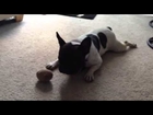 Rou With Ball - A French Bulldog Village Rescue Frenchie