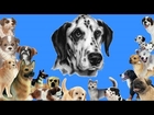 Schleich Hunde, Animation,