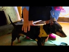 Dog rescue videos Cane Toads hunted by Manchester Terrier   Part 1   Extraordinary Dogs