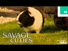 Guinea Pigs & Kittens Recreate 