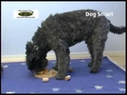Dog Smart Nina Ottosson Interactive Dog Toys Video