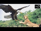 The Most Powerful Birds in the World - National Geographic Documentary